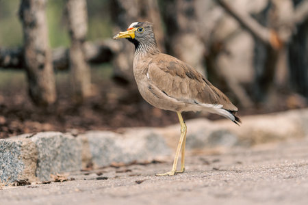 Wattled lapwing standing on a path, showcasing its distinctive features and natural behavior. Emphasizes the bird habitat and posture.の写真素材
