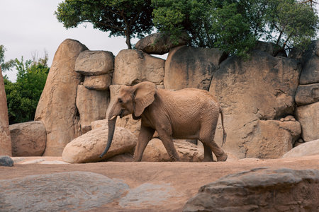 Elephant walking among rocks and trees, emphasizing its natural environment. Captures the essence of wildlife and the elephant majestic presence.の写真素材