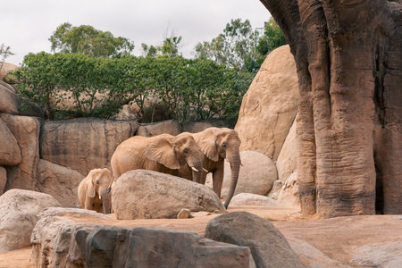 Group of elephants standing among rocks and trees, emphasizing their natural environment and social behavior. Captures the essence of wildlife.の写真素材