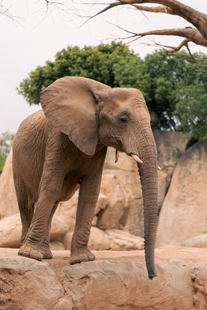 Group of African elephants, including a baby, walking among rocks and trees in a natural setting, depicting family bonding and wildlife conservation.の写真素材