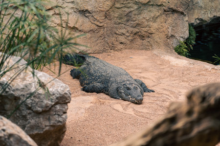 A crocodile lies in a rocky enclosure, surrounded by sand and sparse vegetation. The scene highlights the crocodile stillness and the natural environment, emphasizing the rugged texture of its skin.の写真素材