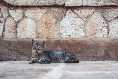 A charming and adorable feline lounges in a cozy and comfortable manner within a serene outdoor environmentの写真素材