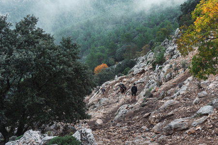 Group of hikers ascending a rugged, rocky slope in the misty Puig Campana region, Spain, surrounded by lush forest and autumn colors, perfect for outdoor adventure inspiration.の写真素材