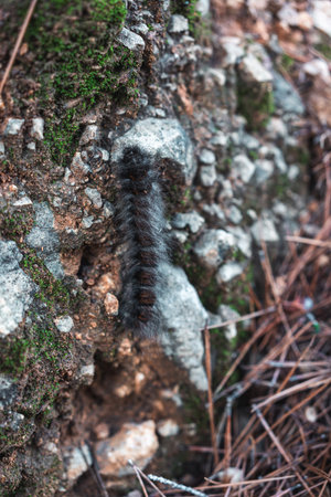 Close-up of a hairy caterpillar moving across a moss-covered rocky surface in the Puig Campana region, Spain, ideal for nature, biology, and wildlife concepts.の写真素材