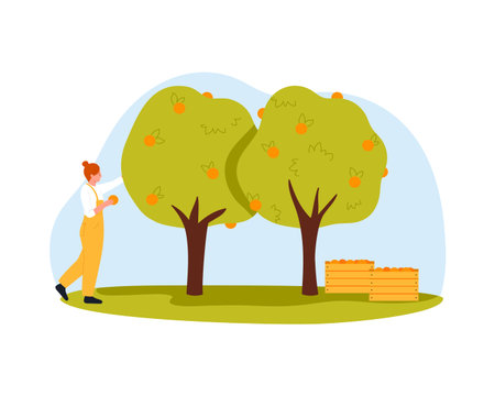 Female farmer picking oranges from trees with crates for juice on isolated white background vector illustrationのイラスト素材