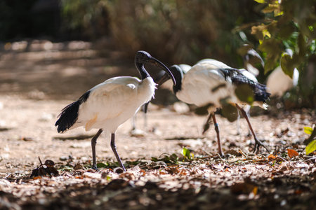 Australian white ibis birds search for food among dry leaves on a sunlit forest floor, highlighting...