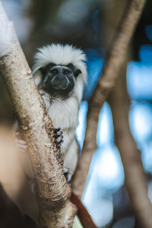 Closeup of a cotton top tamarin monkey sitting on a tree branch, surrounded by blurred forest...
