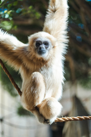 A gibbon monkey hangs from a rope with one arm, surrounded by lush greenery and sunlight, showcasing its agility and expressive face in a natural environment.の写真素材