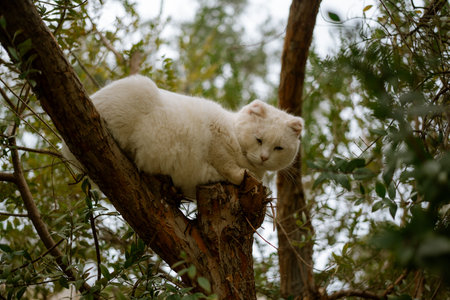 A fluffy white cat comfortably perched on a tree branch surrounded by greenery.