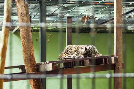 Endangered bornean cloud leopard sleeping on the wooden platform in the cage, Sarawak, Malaysia.