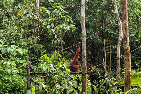 Orangutan eating bananas on the feeding platform in the forest of Borneo, Malaysia.の写真素材