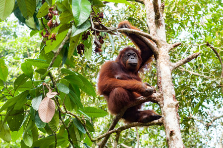 Endangered female orangutan sitting on a branch and holding food in her right hand