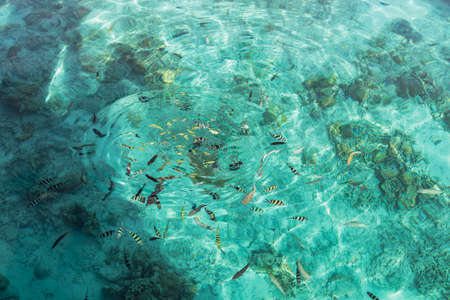 Fish in crystal clear turquoise waterの写真素材