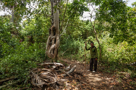 A tour guide standing next to a multi-stem treeのeditorial素材