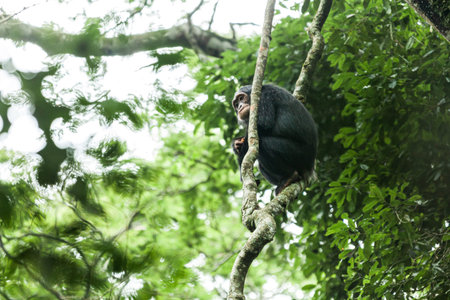 Chimpanzee sitting between the tree branches. Kibale National Park, Uganda