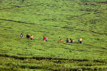 FORT PORTAL, UGANDA - MARCH 15, 2018: Unidentified local workers pick tea leaves at tea plantation on March 15, 2018 in Fort Portal, Ugandaのeditorial素材