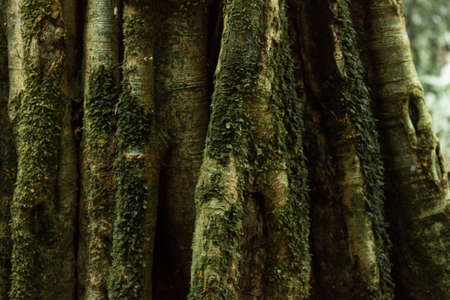 Bark of an old tree covered with moss in the rainforest of Kibale National Park, Ugandaの写真素材