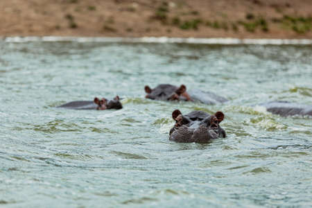 Hippos having a bath in Kazinga Channel, Queen Elizabeth National Park, Ugandaの写真素材
