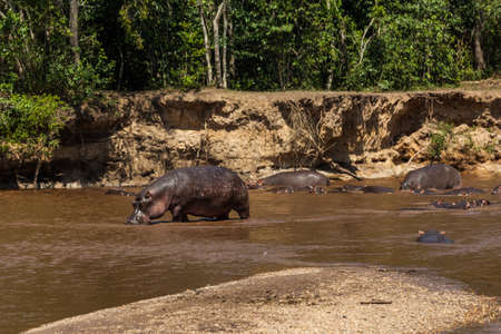 A huge hippo is drinking mud water. Queen Elizabeth National Park, Ugandaの写真素材