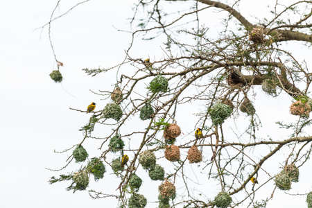 Birds nests on a tree in Queen Elizabeth National Park, Ugandaの写真素材