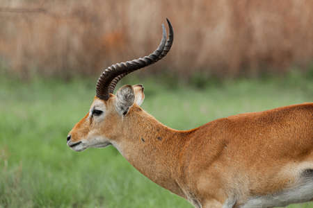 Side view of a Ugandan kob at Queen Elizabeth National Park, Ugandaの写真素材