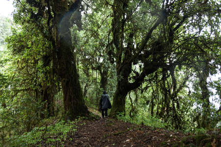 NEPAL - MAY 31, 2016: An unidentified man wearing a raincoat walks between the trees on May 31, 2016 during Machapuchare trek in Nepalのeditorial素材