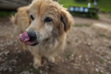A portrait of a dog with its tongue out. Carpathian Mountains, Ukraine