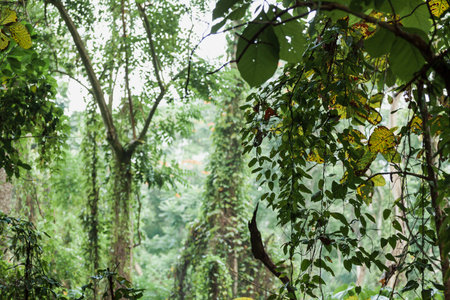 Thick vegetation of the tropical forest of Tangkoko National Park, Indonesia