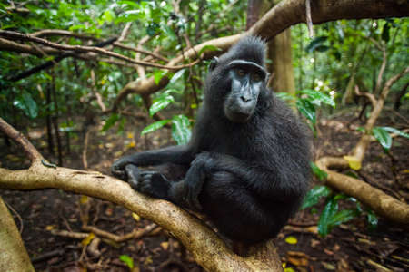 Black macaca on the tree in the jungleの写真素材