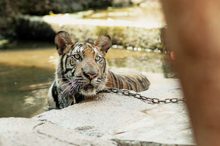 Close-up of a tiger on chain who is having bath in Tiger Canyon in Kanchanaburi, Thailandの写真素材