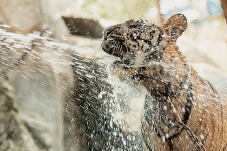 Tiger quenching thirst in Tiger Canyon in Kanchanaburi, Thailandの写真素材