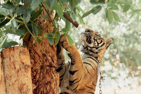 Tiger on chain is trying to climb a tree, Kanchanaburi, Thailandの写真素材
