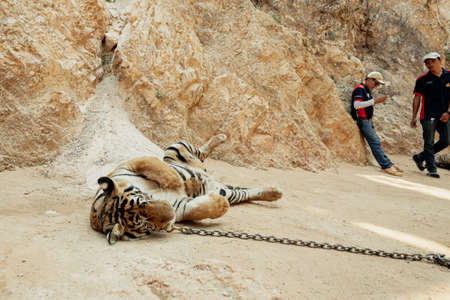 KANCHANABURI, THAILAND, APRIL 23, 2016: Tiger on chain rolling on the groundのeditorial素材