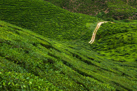 road through tea plantation in Cameron Highlandsの写真素材