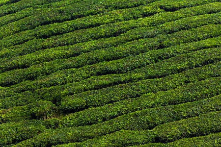 Tea plantation on malaysian highlandの写真素材