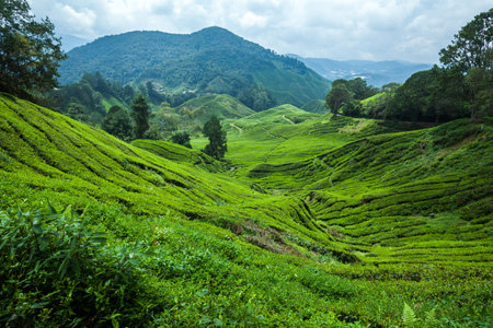 Tea plantation landscape in Cameron Highlands, Malaysia