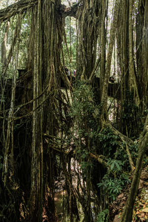 Tropical trees with hanging roots, Bali, Indonesiaの写真素材