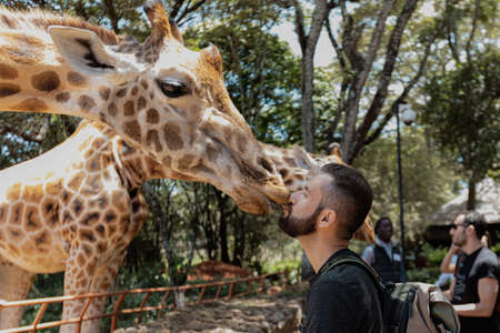 NAIROBI, KENYA - MARCH 20, 2018: A tourist gets a messy kiss from a giraffe at Giraffe Centerのeditorial素材