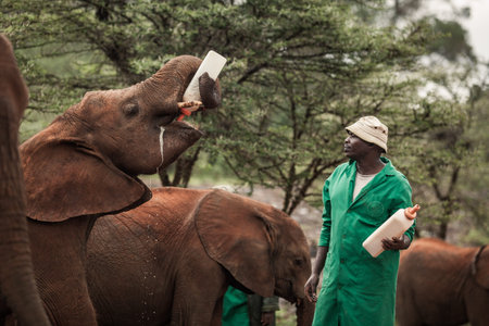 NAIROBI, KENYA - MARCH 20, 2018: Baby elephant is drinking milk from the bottleのeditorial素材