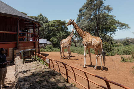 NAIROBI, KENYA - MARCH 20, 2018: A giraffes family at the Giraffe Center in Nairobiのeditorial素材