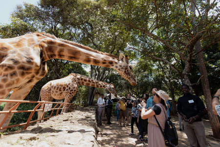 NAIROBI, KENYA - MARCH 20, 2018: A group of tourists taking photos of two giraffes at the Giraffes Centerのeditorial素材
