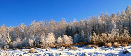 Winter landscape with snow trees in mountains の写真素材