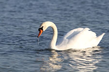 White swan in the waterの写真素材