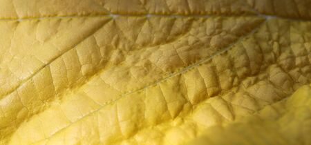 Macro of yellow leaf  の写真素材