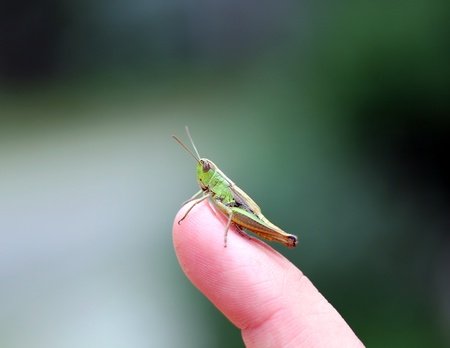 Green grasshopper on the fingerの写真素材