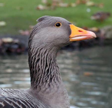 Portrait of a beautiful gooseの写真素材