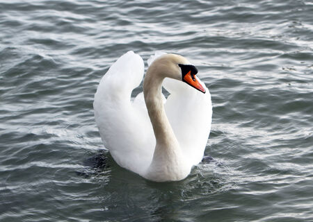 White swan in the water の写真素材