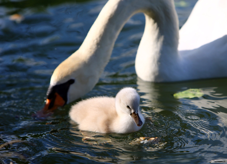 White Swan Cygnet with Mother in the waterの写真素材