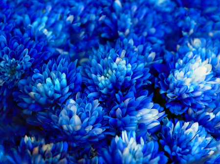 Bouquet of blue autumn chrysanthemum, close upの写真素材