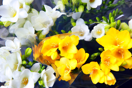 Beautiful freesias in the shopの写真素材